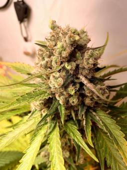 Nebula - картинка 6