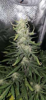 BubbleGum Auto - картинка 3