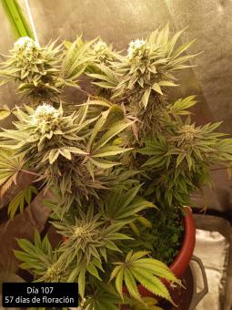 Kukulkán - картинка 2