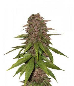 C4 Auto - картинка 4