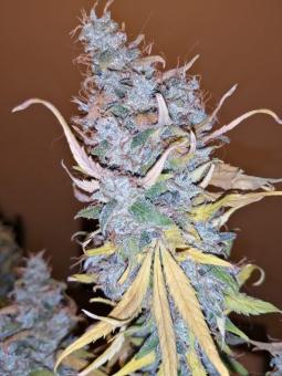 Auto Lennon - картинка 5