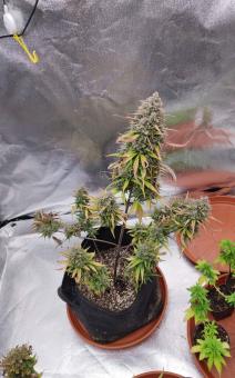 Purple Punch OG XL Auto - картинка 6