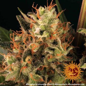 Strawberry Lemonade - картинка 6