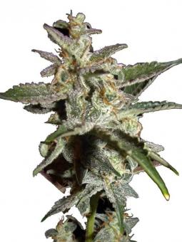 Grapefruit Auto - картинка 1