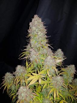 Gorilla Glue Auto - картинка 3