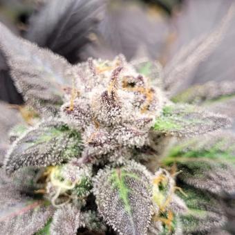 Purple #1 - картинка 5