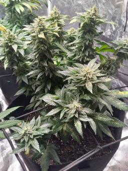 Jack’s Dream - картинка 4