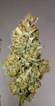 Sour Tangie Dawg - картинка 9