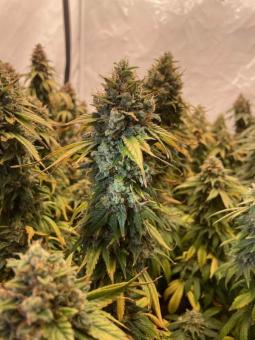 Californian Gold - картинка 3