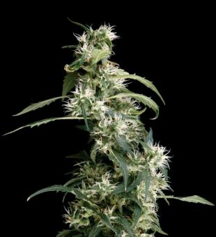 Arjan's Ultra Haze 2 (Mango Haze) - картинка 1