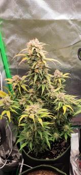 Auto La Diva - картинка 2