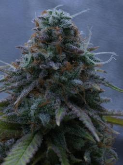 Auto White Widow genetics - картинка 3
