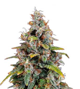 Watermelon Zkittlez Auto - картинка 1