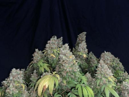 Motavation reg - картинка 2