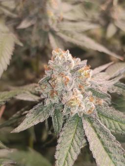 Frozen Biscotti - картинка 1