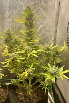 Bruce Lemon Diesel - картинка 4