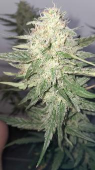 Franco's Lemon Cheese - картинка 2