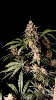 Fullgas - картинка 2