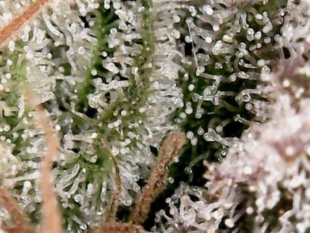 Auto Diesel genetics - картинка 1