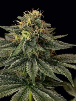 Tropical Zmoothie - картинка 2