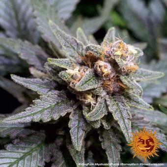 Ayahuasca Purple - картинка 3