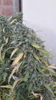 Warlock reg - картинка 5