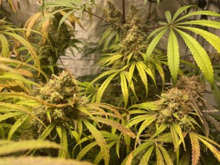 Holy Snow - картинка 8