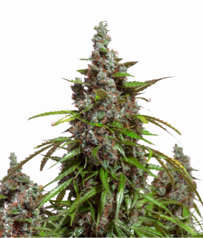 Auto Mazar - картинка 1