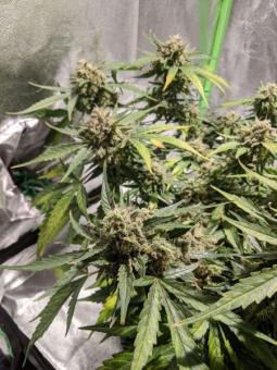 Bubblelicious Auto - картинка 1