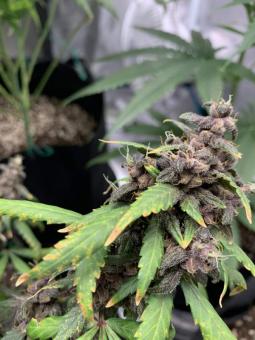 LSD-25 Auto - картинка 5