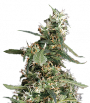 Arjan's Ultra Haze #1 - картинка 1