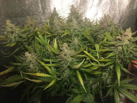 Green Poison - картинка 4