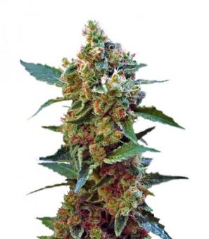 Cream Mandarine XL Auto - картинка 1