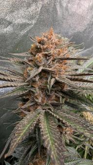 Mandarin Panties - картинка 4