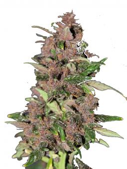 Auto Dark Purple - картинка 1