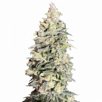 Amsterdam Amnesia - картинка 4