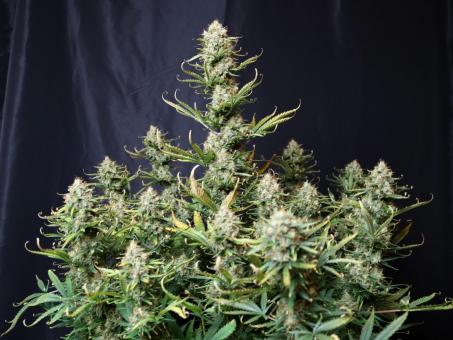 Tropical Zmoothie Auto - картинка 5