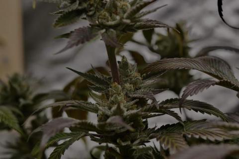 Purple Lemonade FF - картинка 4