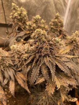 Watermelon Zkittlez - картинка 3