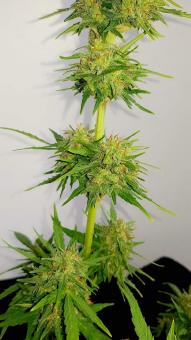 Vertigo Auto - картинка 5