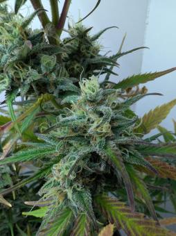 Auto Melonade Runtz - картинка 2