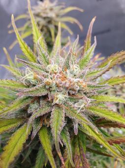 Jet Fuel Mandarine XL Auto - картинка 1