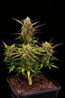 Black Rainbow Auto - картинка 1