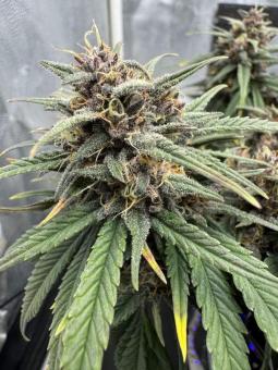 Tropicana Cookies Auto - картинка 5