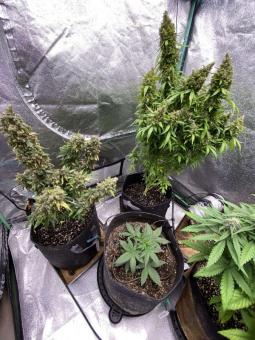 Auto Elephant - картинка 4