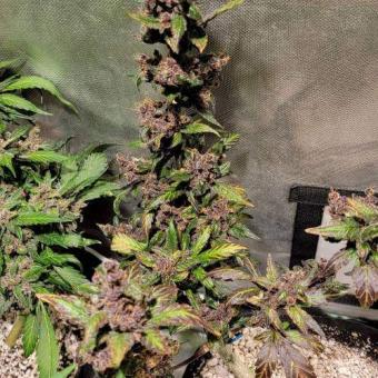 Devil Cream Auto - картинка 3