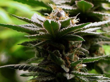 Glowstarz - картинка 2