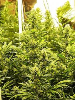 Auto Mandarin Cream XXL genetics - картинка 6