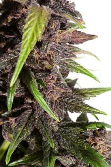 CBD Auto Blackberry Kush - картинка 4