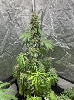 Shark - картинка 3